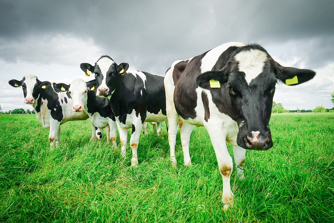 main_animal_health
